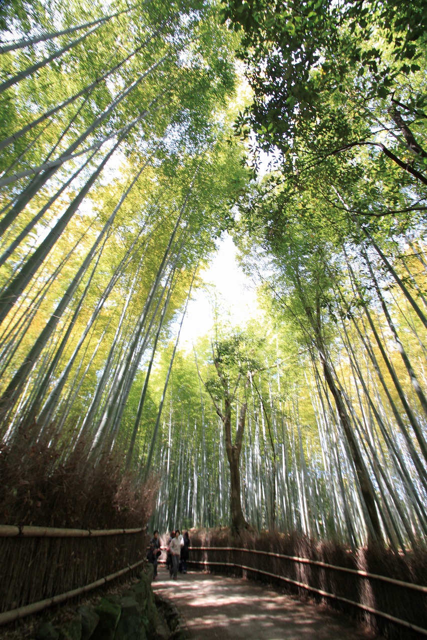 Sagano Bamboo Grove & Arashiyama Walking Tour with Yakatabune Lunch Cruise [N250] 